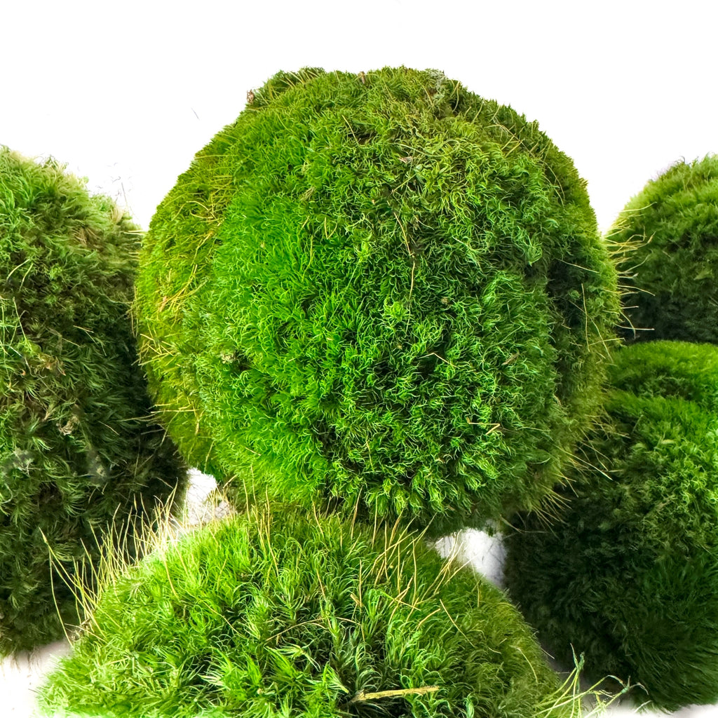 5-inch preserved moss ball by Forever Green Art decorative green moss sphere for home décor and centerpieces